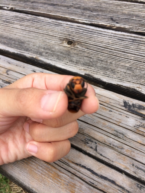 夢占い蜂に刺された夢は要注意！退治する・逃げる・蜂の夢の意味は？ - 電話占いおすすめ情報比較サイトキャラミル研究所