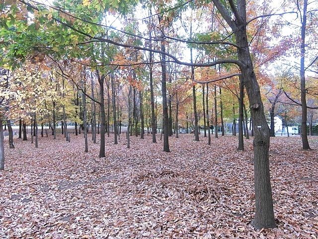 西東京いこいの森公園（東京都）｜こころから