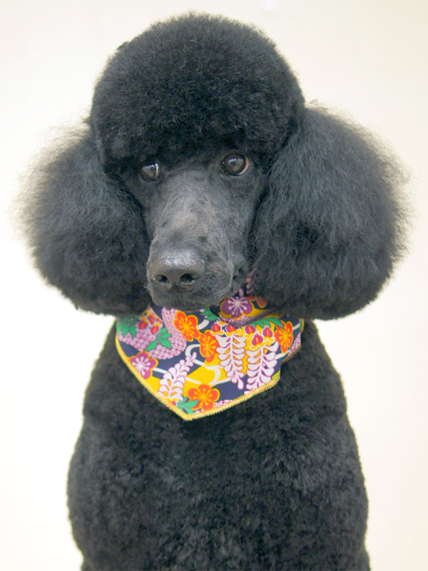 ミニチュア・シュナウザーのスタンダードトリミング ２顔カット編１– シュナウザーランド リブ 店長ブログ