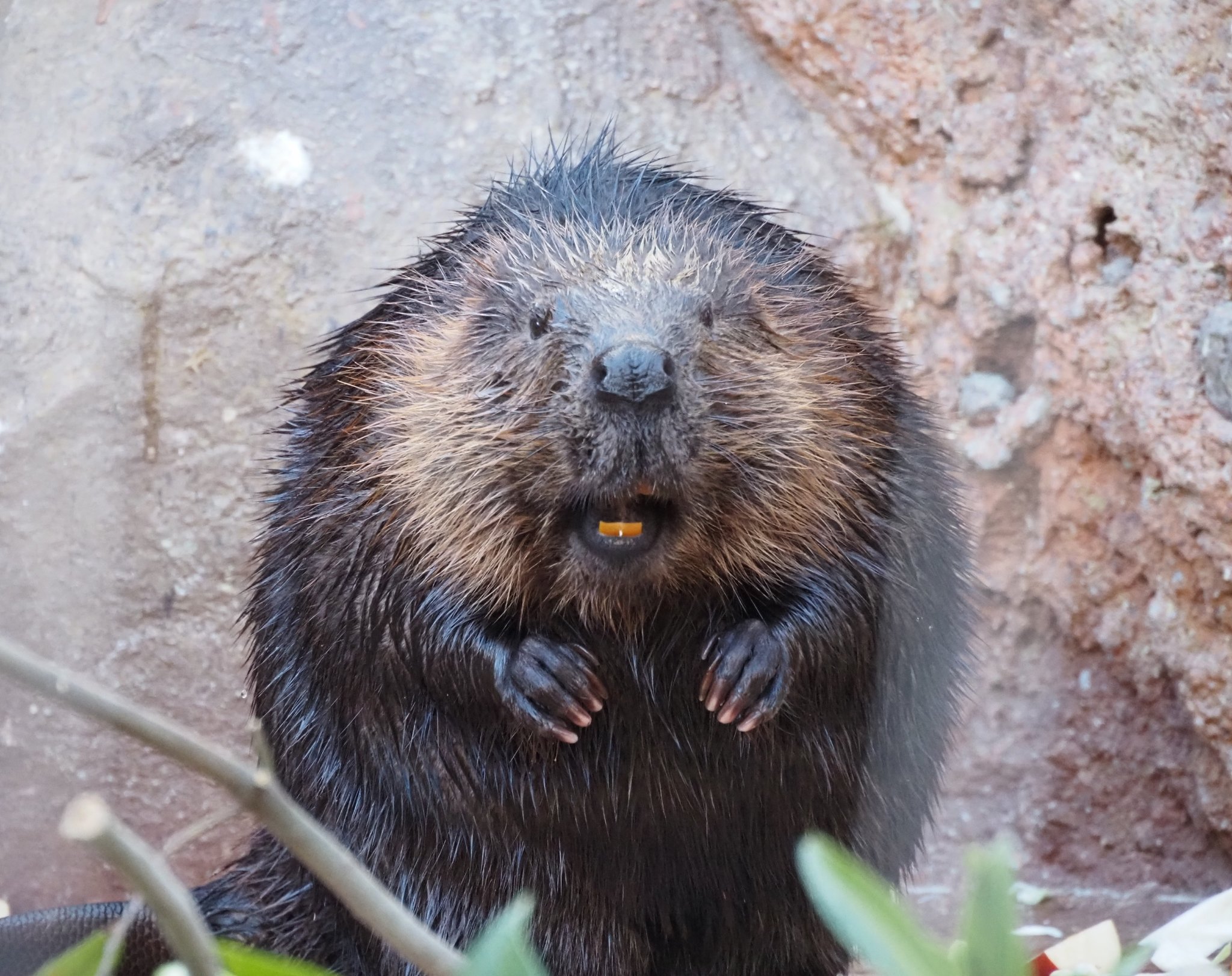 ビーバー歯の矯正治療法の特徴やメリットと費用、リスクまでご紹介矯正歯科ピュアリオ