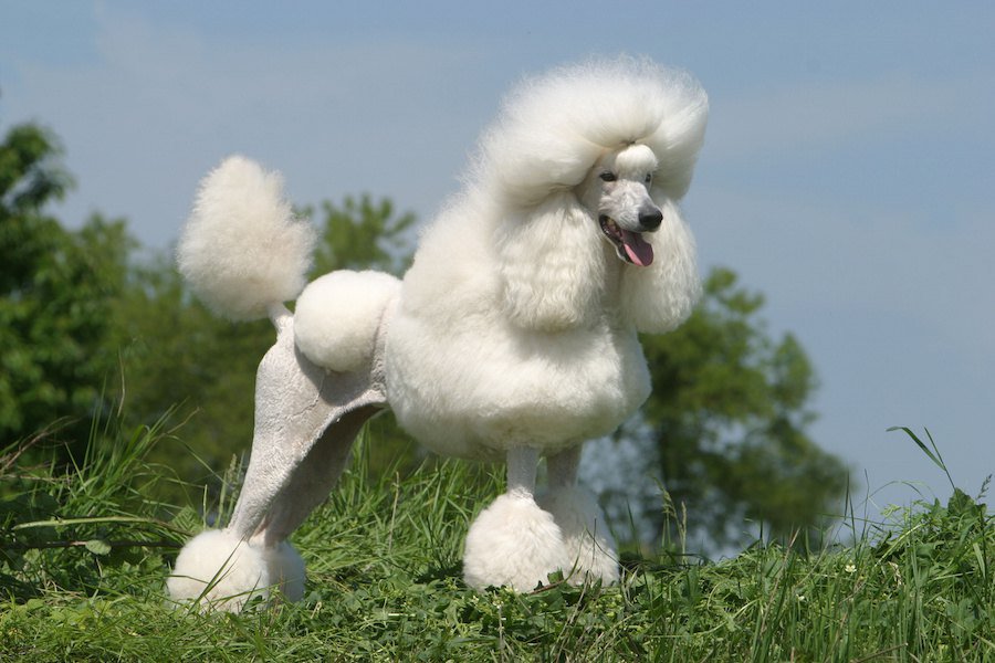 プードル トリミング料金表 西所沢の犬・猫・小動物の病気なら星の宮動物病院