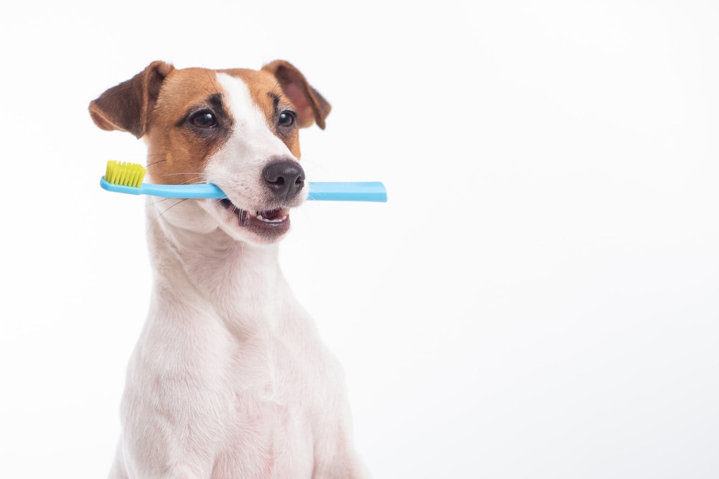 犬の虫歯予防をしたい！虫歯の原因やチェック方法、歯磨きの仕方を紹介