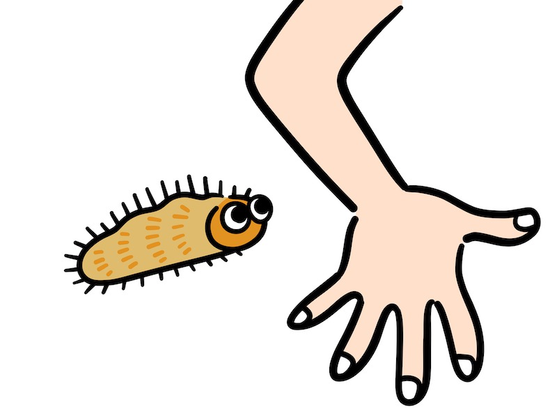 イラガ幼虫の対策＆刺された時の処置方法＜完全マニュアル＞YAMA HACK ヤマハック