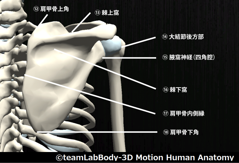 筋肉部位 筋肉の名前一覧と働き完全保存版トレーニング ×スポーツ『MELOS』