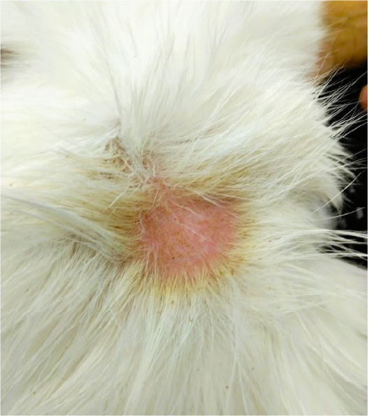 皮膚糸状菌症 - アマノ動物病院 世田谷 太子堂