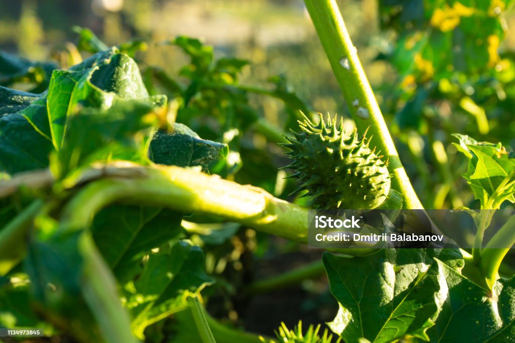 ダチュラ チョウセンアサガオ の花言葉毒性がある？幻覚を見る？HORTI by GreenSnap