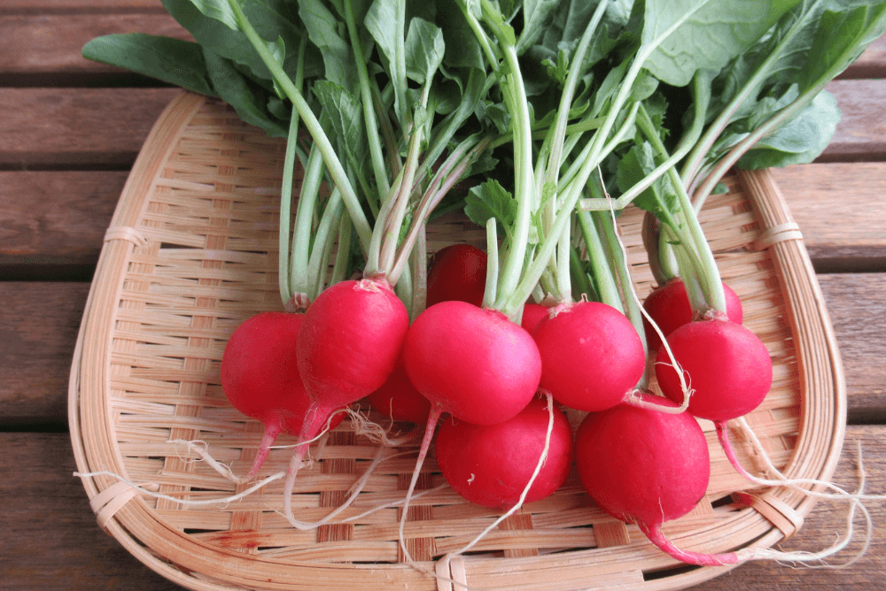 ラディッシュの育て方で失敗しない！原因と成功のコツを解説