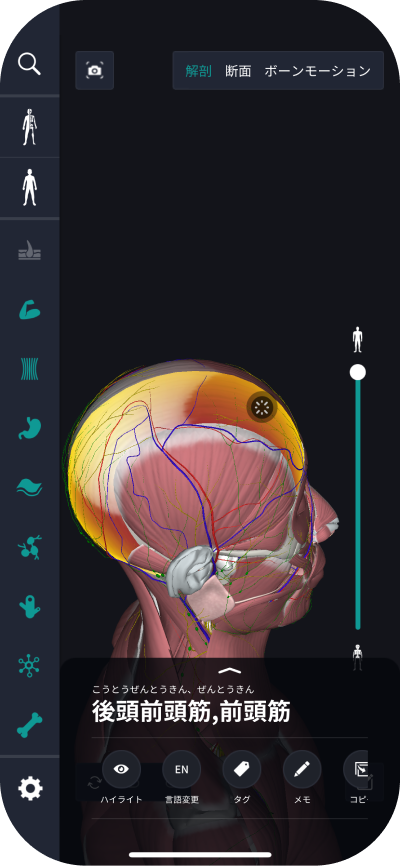 シワ、たるみの原因は – 大阪 谷町にあるプライベートサロン ～CALME～ ｶ ﾙ ﾑ