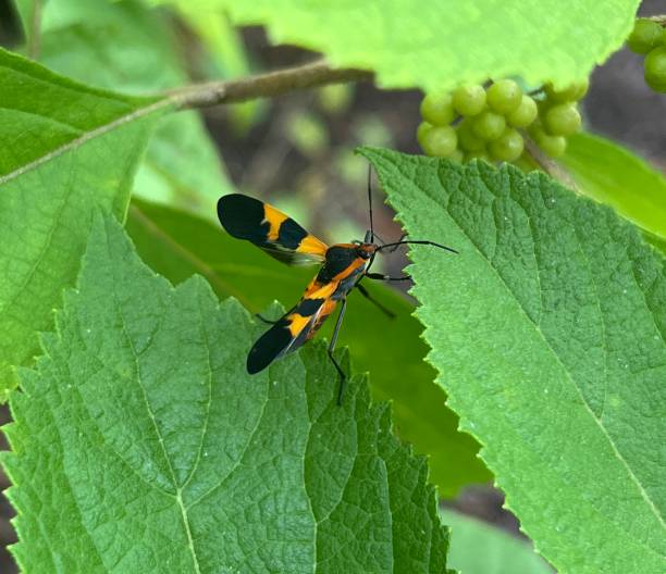 フリー写真画像: オオカバマダラ、幼虫の餌、トウワタ