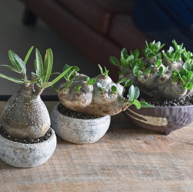 2023 初心者でも育てやすい！ おすすめの多肉植物基礎知識や寄せ植えの方法などもELLE DECORエル・デコ