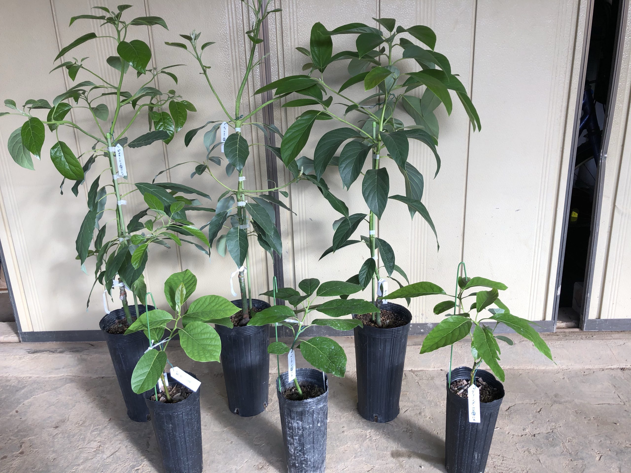 果樹栽培 アボカドの育て方 おいしく食べたアボカドの種子から発芽させて育ててみよう！GardenStoryガーデンストーリー