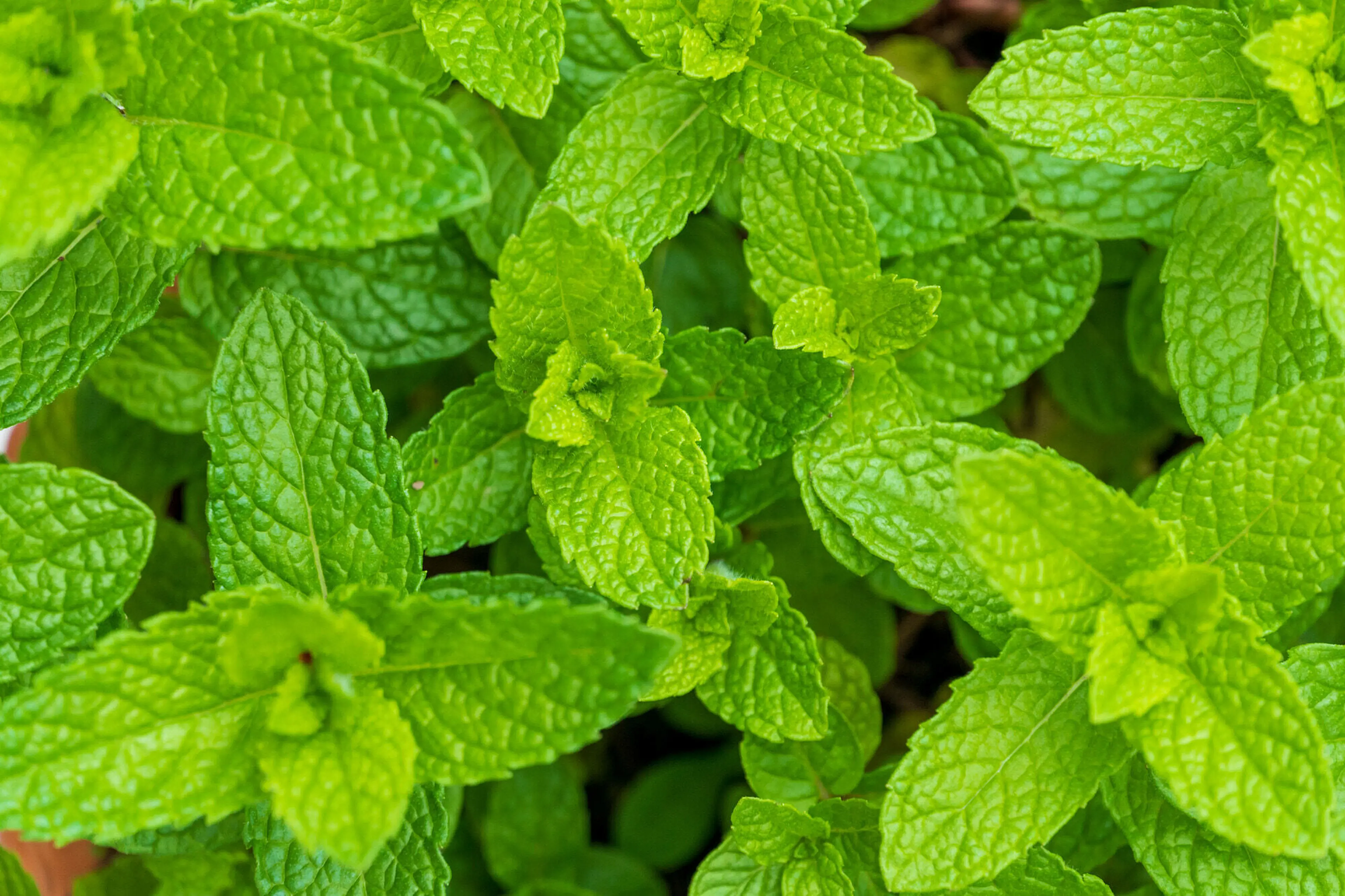 楽天市場送料無料 虫よらず 忌避 ハーブ 苗 9cm シソ科 ハッカ属 耐寒性 多年草 Japanesemint 日本薄荷 和ハッカ メントール成分 ゴキブリ ハエ アリ 蚊 クモ 防虫 対策 忌避ハーブ 虫よけ 虫除け 虫避け 天然 防虫剤 ハッカ油 送料無料 即納 : 植物販売の