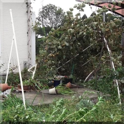 キウイフルーツを育てる④〜キウイフルーツの棚作り雨がやんだら裏庭に