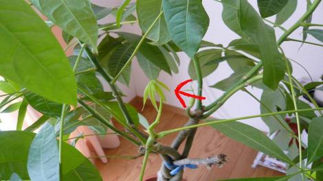 パキラが葉焼けしたらどうする？葉の色が抜ける、茶色くなる原因は