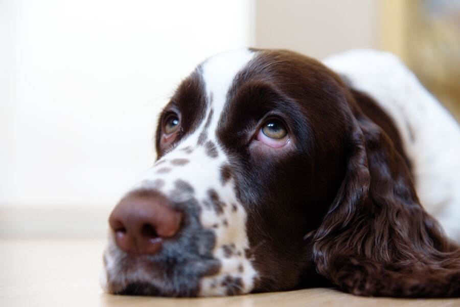 犬種図鑑 イングリッシュスプリンガースパニエルの性格・特徴・飼い方・しつけを解説DogHuggy