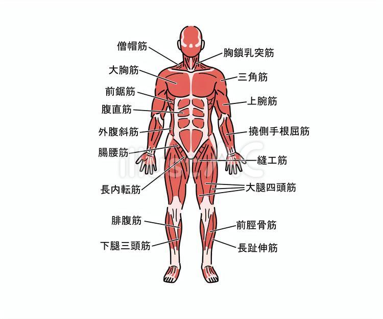 人体筋肉図イラスト - No: 306635無料イラスト・フリー素材なら「イラストAC」