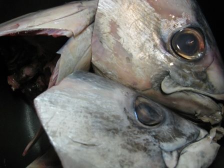 初めてのスマガツオの味！究極のカツオと言われるがウマいのか？！ - 野外LDK