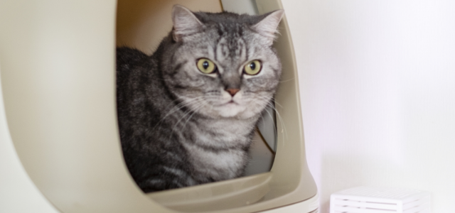 愛猫の理想的なうんちの見分け方と便秘予防のケアGREEN DOG & CAT グリーンドッグ & キャット 公式通販