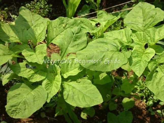 まーの農園ジャワほうれん草 ヒユナ バイアム. 熱帯アジア原産の葉物野菜。 日本で穀物として有名なアマランサスの一種ですタンパク質をはじめ鉄分や食物繊維なども含まれている栄養満点野菜！ . ほうれん草のような味わいで美味しいです☺️ .Instagram