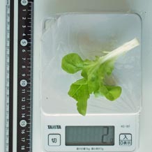 地味な印象の「水菜」ですが、実は、隠れた栄養の宝庫です。 – ブログ菊正宗ネットショップ