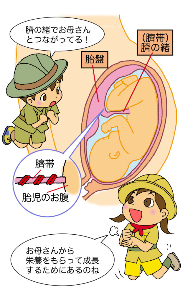 お腹の中の赤ちゃんの無料イラストイラストセンタ