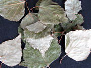 耳鼻科の話② シラカバ花粉症と果物アレルギー PFASさぶさわ耳鼻咽喉科めまいクリニック