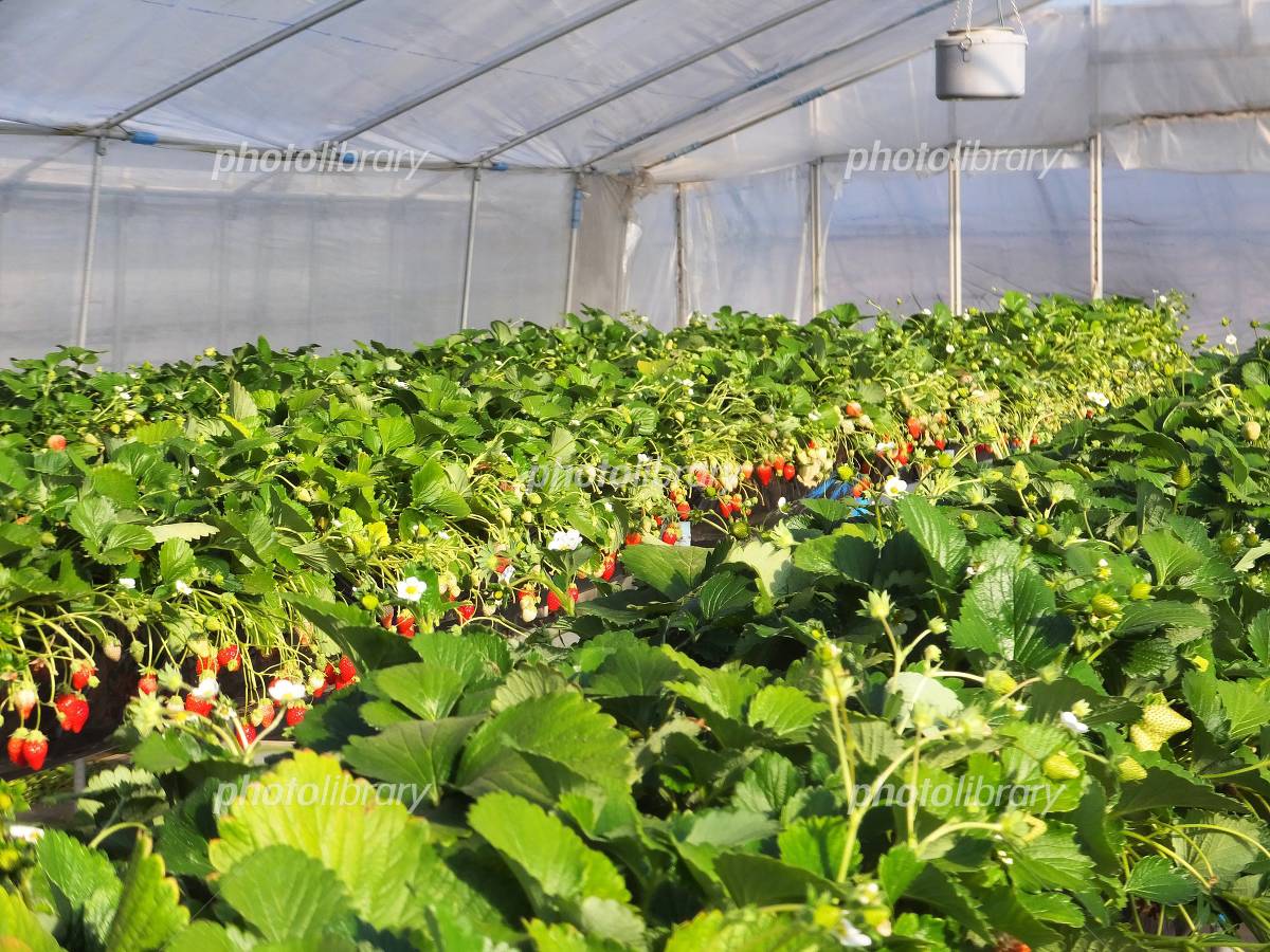 ビニールハウスで栽培されているいちごのイメージ 紅ほっぺ・12月 の写真素材72864529- PIXTA