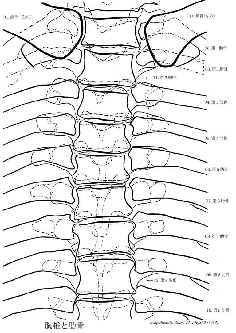 Visual Anatomy 視覚解剖学