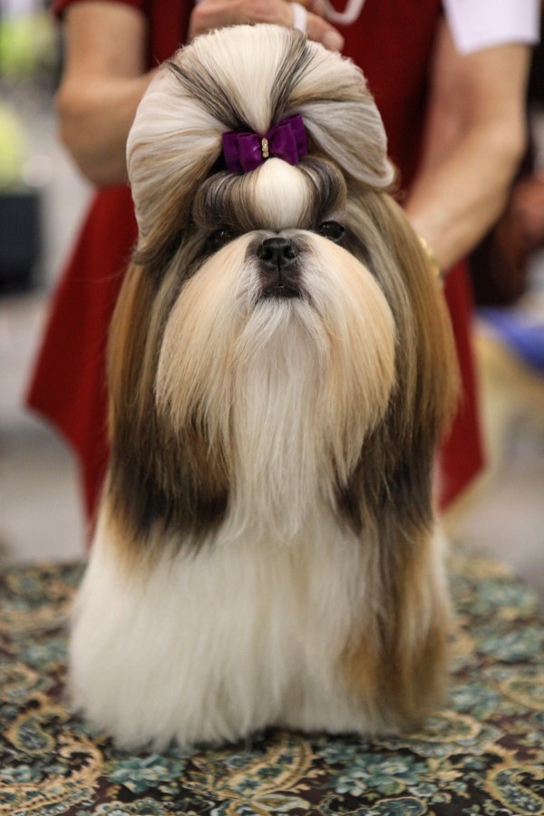 犬のグルーミング方法ガイド自宅でできるお手入れ・道具・頻度も解説