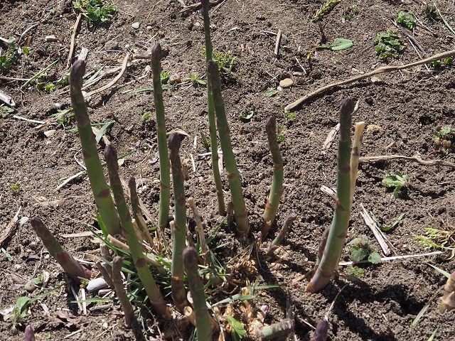 農家が教えるアスパラガスの育て方 1年目の正しい管理や収穫のタイミングは？マイナビ農業