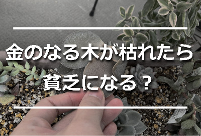 金のなる木の復活そだレポ 栽培レポート byハナトイチみんなの趣味の園芸