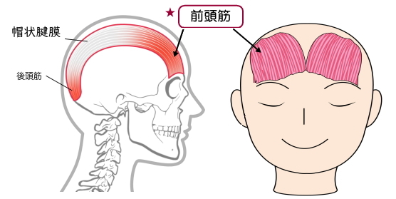 Visual Anatomy 視覚解剖学