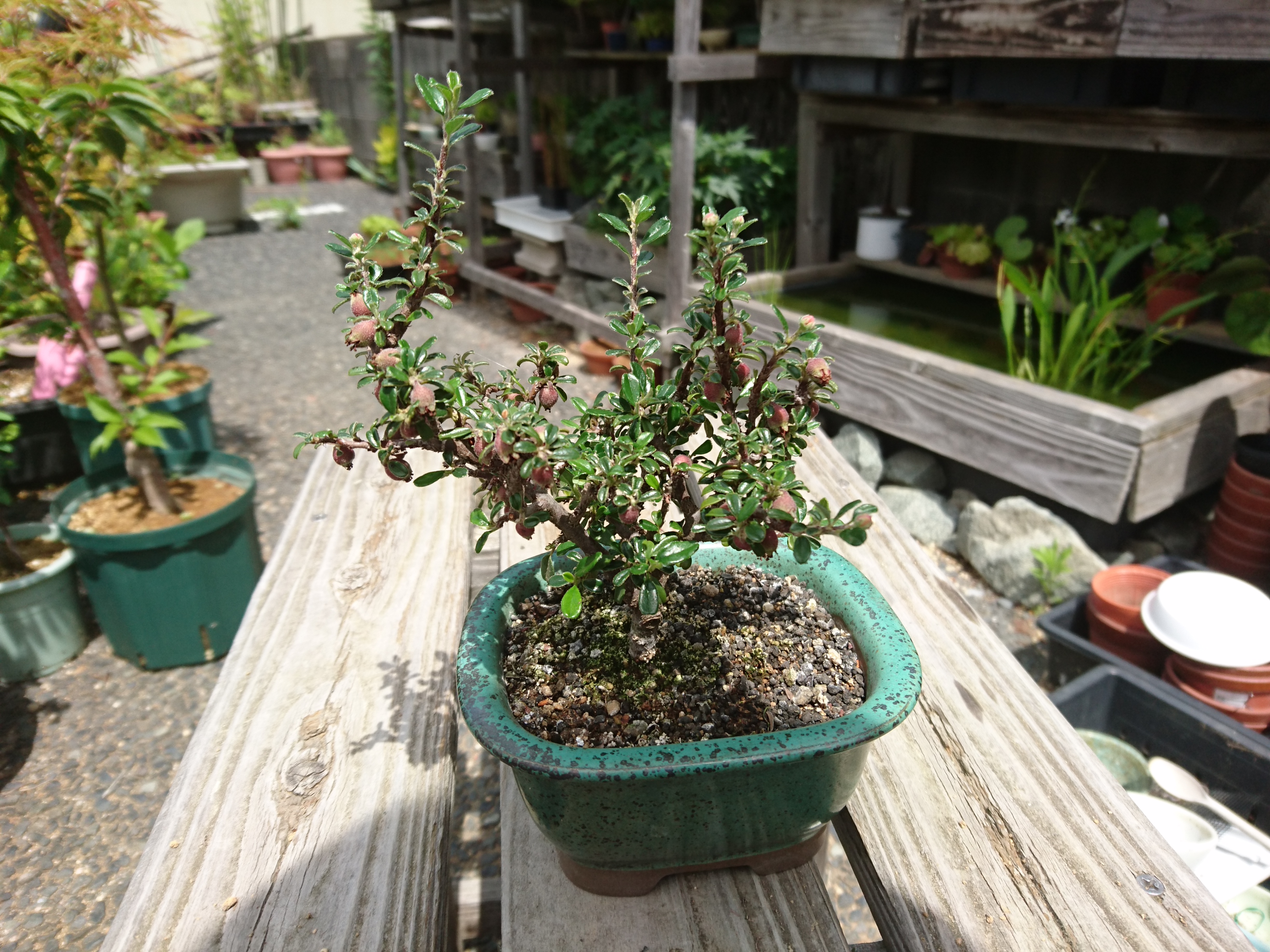 シロシタン石木花SEKIBOKKA