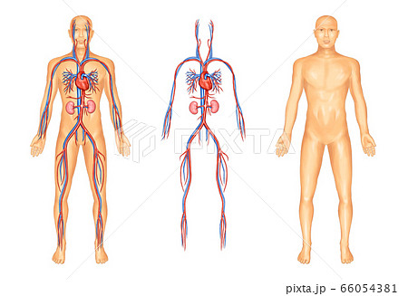 27 件の「骨 解剖学」のアイデアを今すぐ保存フリー素材 イラスト、無料 イラスト、解剖学 など