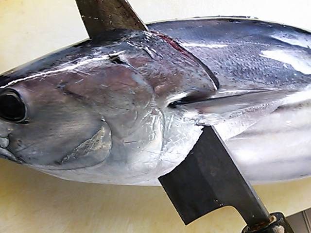 龍馬もびっくり衝撃の後頭部 高知の超新星「カツオ人間」がネット民を一本釣り 1 2 ページ- ITmedia NEWS