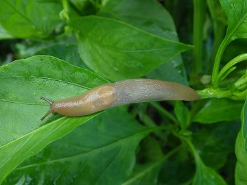 さあ、みんなで捜索だ！巨大なヒョウ柄ナメクジ「マダラコウラナメクジ」を見かけたらナメクジ捜査網に連絡だ！カラパイア