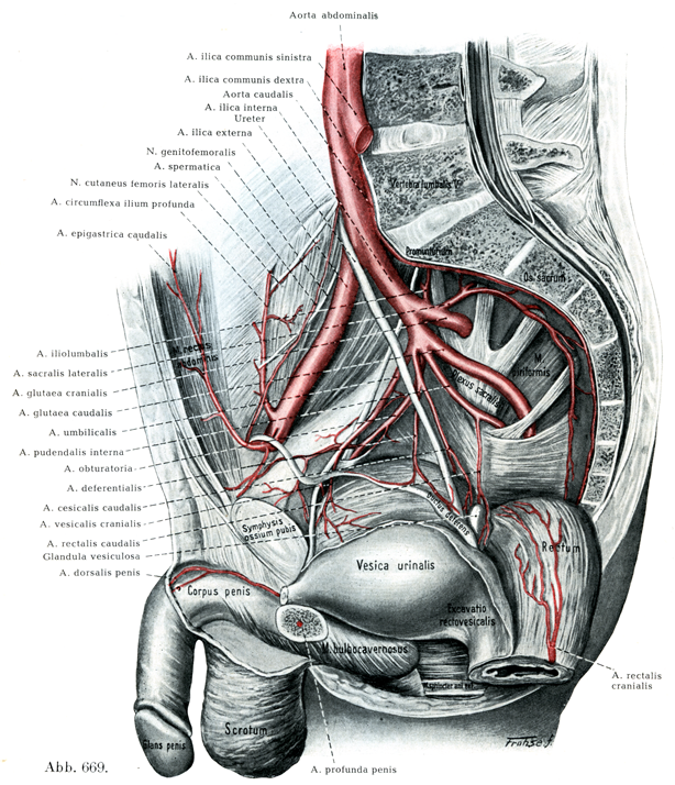 心室中隔欠損を伴う肺動脈閉鎖症 指定難病２１４– 難病情報センタ