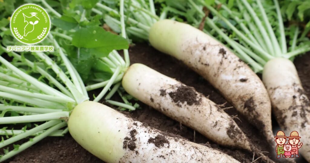 だいこんのリゾクトニア病の葉腐症状 新症状