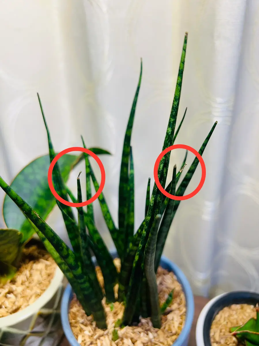 サンスベリアの水やり方法。時期ごとの頻度や増やし方も解説HanaSaku