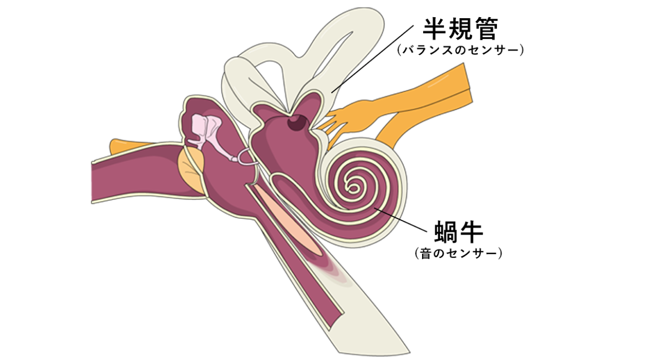 仰向けで寝るとめまいがする原因は「良性発作性頭位めまい症」かも。対処法は？Medicalook メディカルック