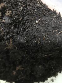 観葉植物の白い虫はコナカイガラムシ対処法と予防法を紹介観葉植物・お花の通販 AND PLANTSアンドプランツ