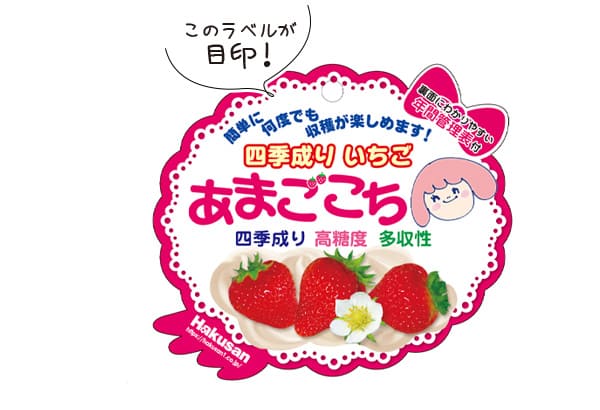 いちごをどんどん収穫！ 四季成りイチゴの「あまごこち」も本気を出してきたよ！ | ＠あぐうのベランダ菜園で実験中！