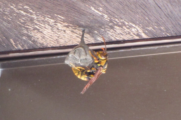 ニホンミツバチの女王蜂の生態、一生