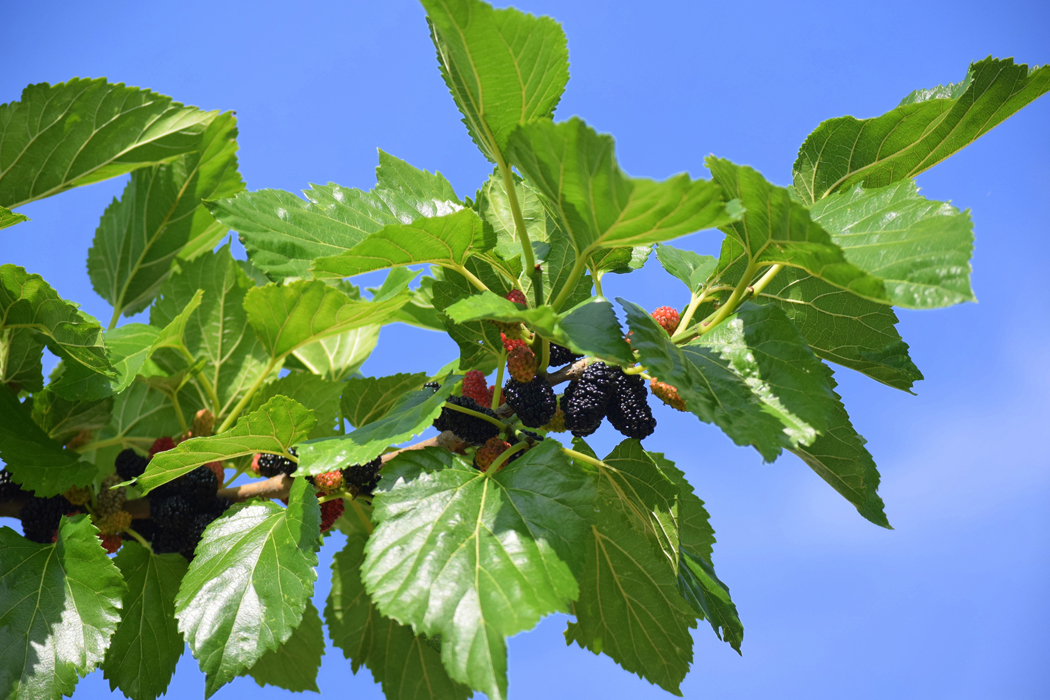 桑の実 マルベリー の効能や効果栄養はある？食べられるの？HORTI by GreenSnap