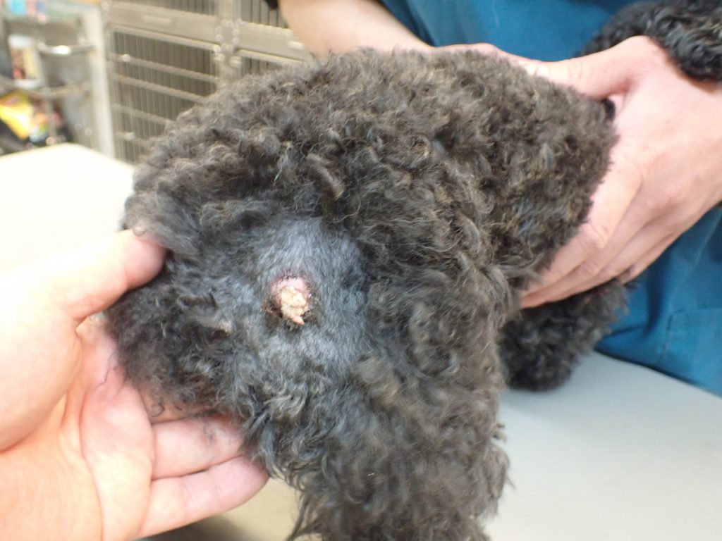 犬猫の毛包虫症 ニキビダニ症 って？原因・症状・治療・予防法まとめ 獣医皮膚科専門医が解説どうぶつの皮膚科・耳科・アレルギー科