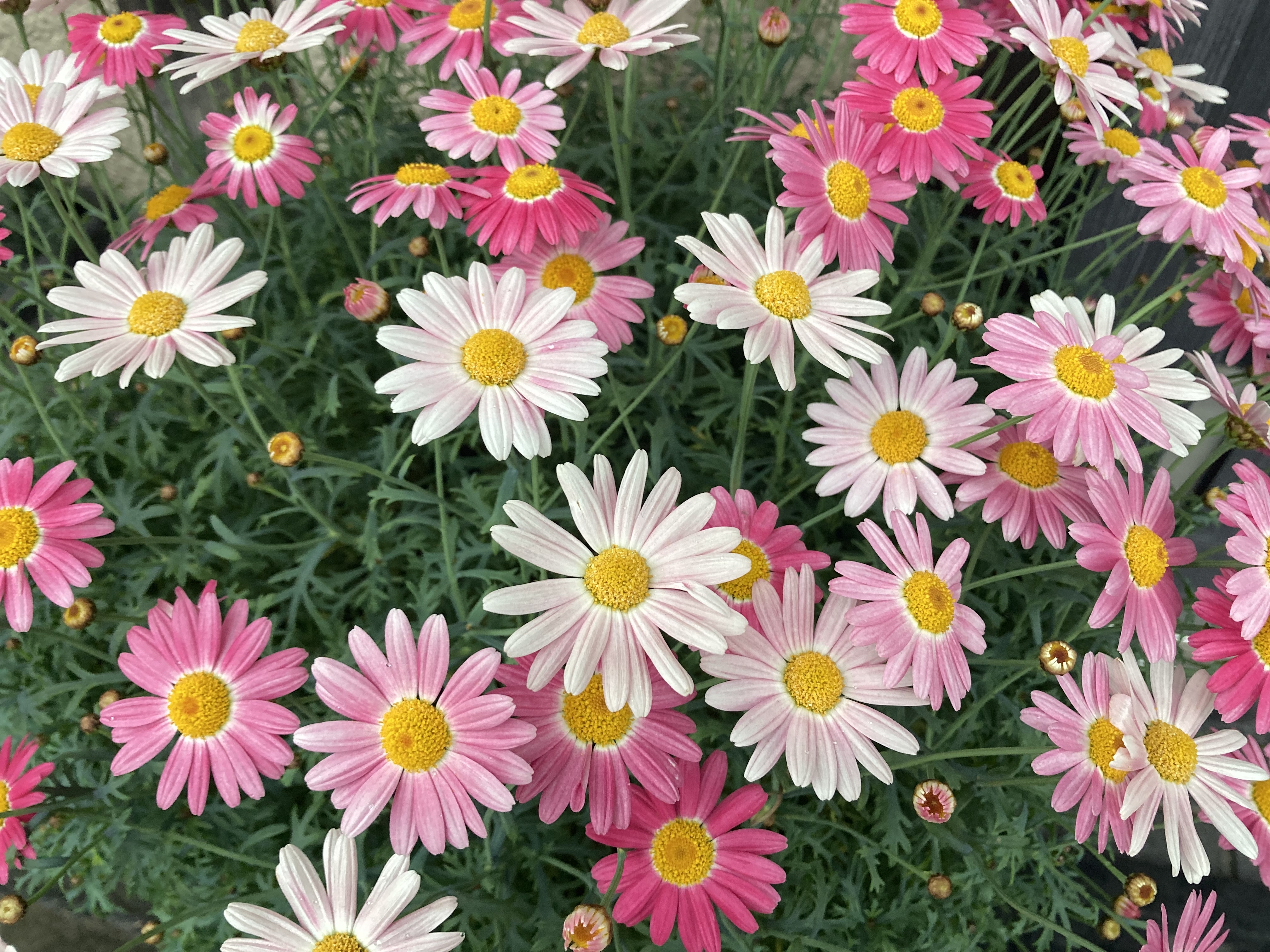 身近な植物図鑑：マーガレット