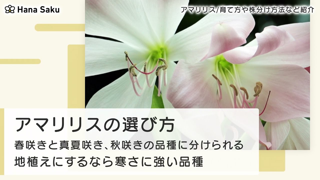 アマリリスの株分けしてみましたADPUB