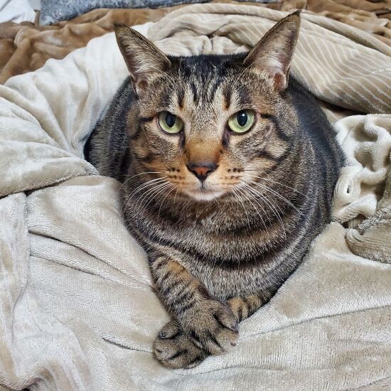 3時のヒロインかなで、体重告白でサンド富澤も驚き「あるなぁ」バラエティABEMA TIMESアベマタイムズ