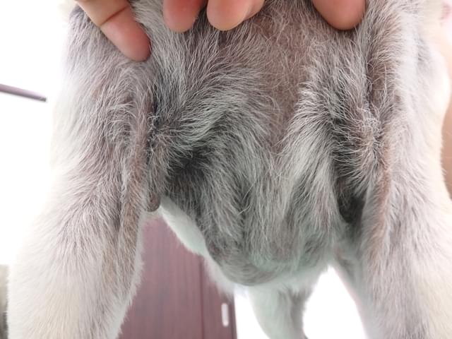 犬の脱毛・毛が抜ける症状がある時に考えられる原因とは？なんよう動物病院知立市の動物病院