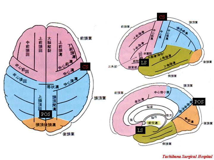 脳の血管 脳底の動脈 大脳動脈輪を中心に